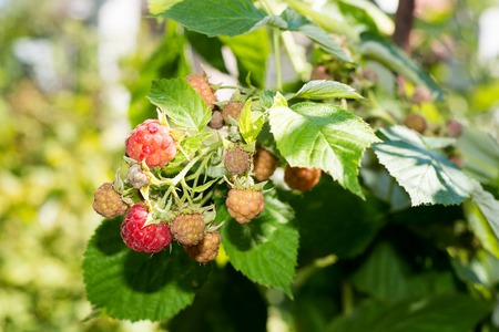 Horticulture and cultivation of raspberries, a remedy for colds and flu, increases immunity and resistance to disease, a lot of red raspberries on a bushの写真素材