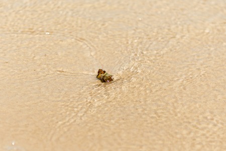 Sea shell rapan on the tropical sand beachの写真素材