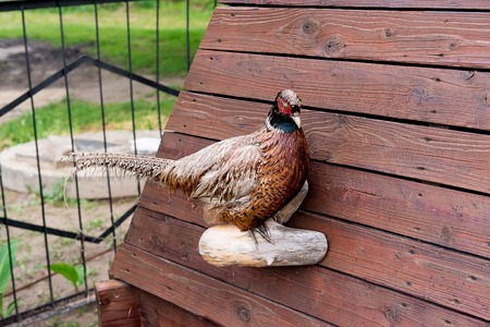 Birds and animals in wildlife. Stuffed pheasant utky and Stan ukrashayut home. Duck bird swim in water.. Duck bird under sunlight. Duck bird hunting.の写真素材