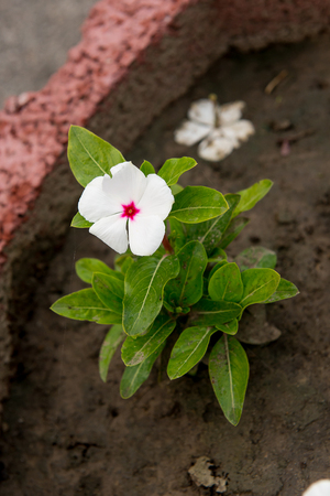 Flower. White flower. Cute flower Amazing flower. Colored flower. Sunny flower Awesome flower Flowerの写真素材
