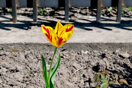 Blooming yellow tulip growing in the flowerbed in the parkの写真素材