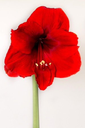 Orange flowers Hippeastrum or Amaryllis in nature home garden background, Amaryllidaceae, blossom flowers Amaryllis or Hippeastrum with fresh mood backgroundの写真素材