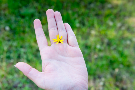 Yellow flower between fingers of the hand. Hygiene and hand care. Heromantiya. Guessing on the arm.の写真素材