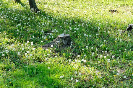 Glade with dandelions in the woods. Summer weather.の写真素材