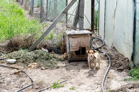 Dog guarding the yard of the robbers. Cynology. Outdoor dog.の写真素材