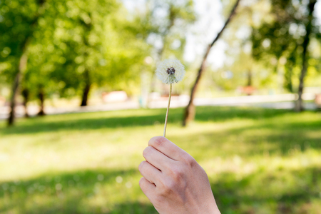 Flying dandelion down. Old dandelion in his hand.の写真素材