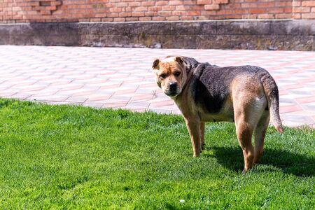 Dog guarding the yard of the robbers. Cynology. Outdoor dog.の写真素材