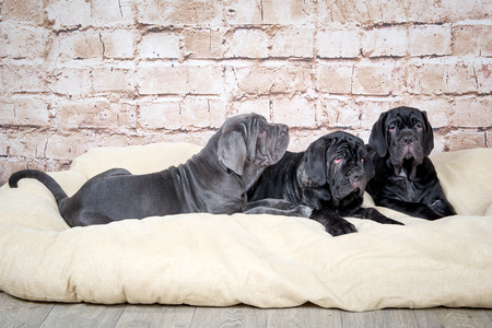 Grey, black and brown puppies breed Neapolitana Mastino. Dog handlers training dogs since childhood.の写真素材