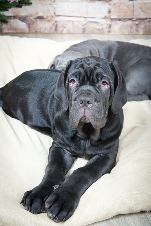 Grey, black and brown puppies breed Neapolitana Mastino. Dog handlers training dogs since childhood.の写真素材