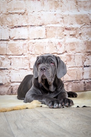 Grey, black and brown puppies breed Neapolitana Mastino. Dog handlers training dogs since childhood.の写真素材