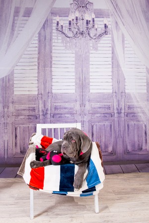 Puppy Neapolitana mastino lying on the sofa. Dog handlers training dogs since childhood.の写真素材