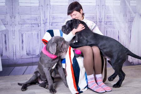 Attractive girl posing in the studio with puppies of breed Mastiff Neapolitana.の写真素材