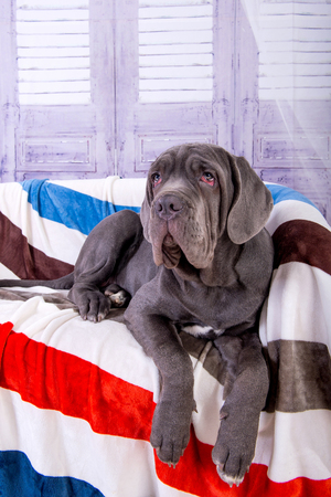 Puppy Neapolitana mastino lying on the sofa. Dog handlers training dogs since childhood.の写真素材