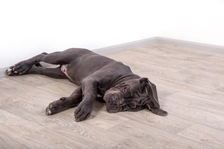 Puppy Neapolitana mastino, sitting on the floor in the studio. Dog handlers training dogs since childhood.の写真素材