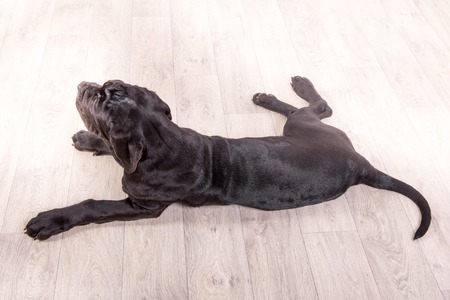 Puppy Neapolitana mastino, sitting on the floor in the studio. Dog handlers training dogs since...