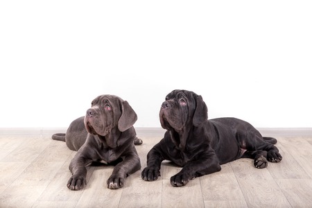 Puppies Neapolitana mastino sitting on the floor in the studio. Dog handlers training dogs since childhood.の写真素材