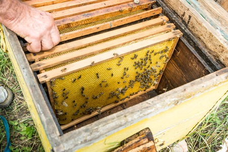Installation of frames with honeycombs in the hive. Work beekeeper. Healing product of beekeeping....