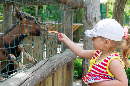 A child, a little girl, feeds a goat through an iron cage in the zoo. In unity with nature.の写真素材