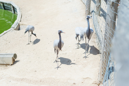 Crane steppe is a bird of Ukraine. Steppe Crane close up in the reserve.の写真素材