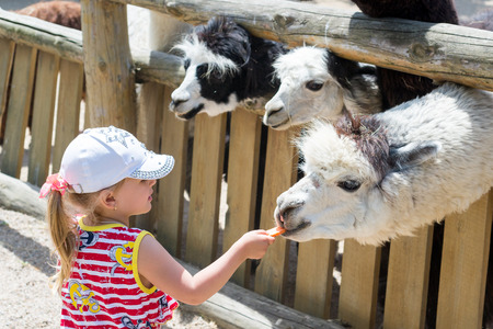 Alpaca, the lama looks at visitors through the fence of the zoo. Life in captivity. The child, the little girl feeds the llama.の写真素材