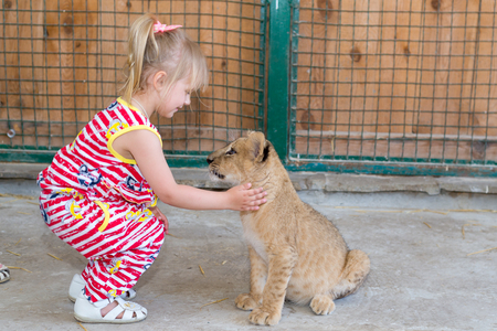 A child, a little girl is playing at a zoo with a small tiger.の写真素材