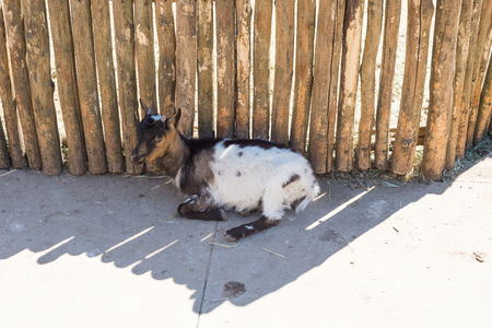 The horned goat eats hay behind the wooden fence of the farm.の写真素材