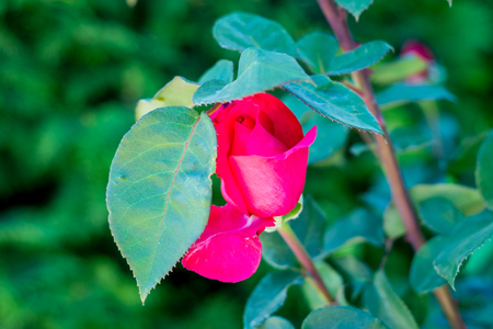Beautiful Rosebud Valentine background you love/ A fragrant rose bloomed in the summer garden.の写真素材