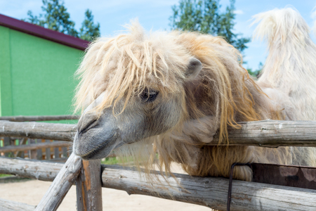 The Bactrian camel eating, Camelus bactrianus, large, even-toed ungulate native to the steppes of Central Asia.の写真素材