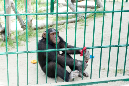Funny monkeys ask food from visitors to the zoo through an iron cage. Family of macaques.の写真素材