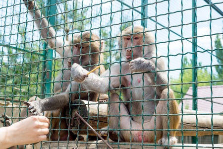 Funny monkeys ask food from visitors to the zoo through an iron cage.の写真素材