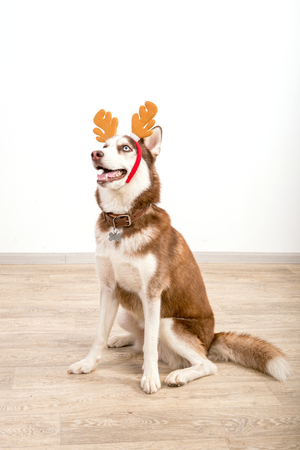 Husk breed dog posing in studio. The basics of training pets.の写真素材