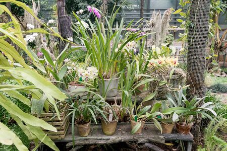 Surprising in their beauty, flowering multicolored orchids grow in the orchidarium.の写真素材