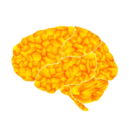 human brain, yellow marrow, vector abstract backgroundの写真素材