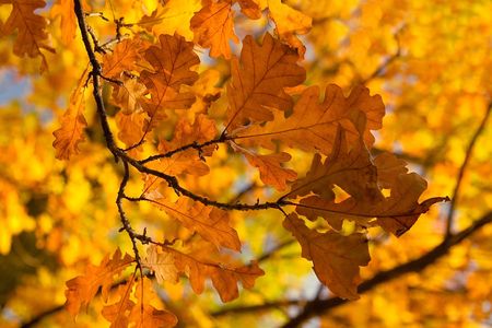 branch of a oak with yellow autumn leaves