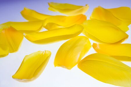 Yellow Petals of a Tulipの写真素材