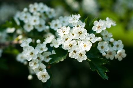 Apple Blossom. Spring gardenの写真素材