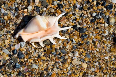 Seashells background