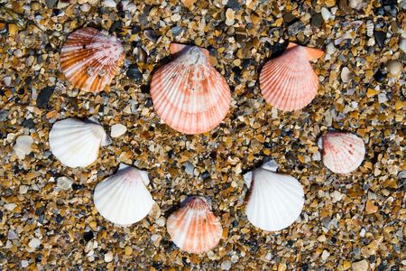 Seashells backgroundの写真素材