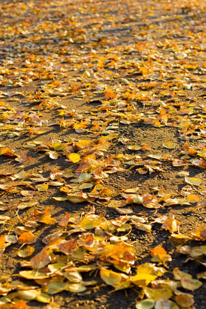 Beautiful autumn