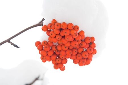 Brunches of ashberry on a white background.の写真素材
