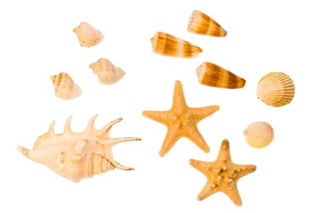 Star-fish and seashells, isolated on white.