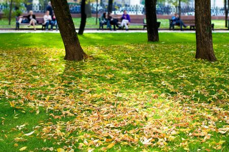 Autumn in a park