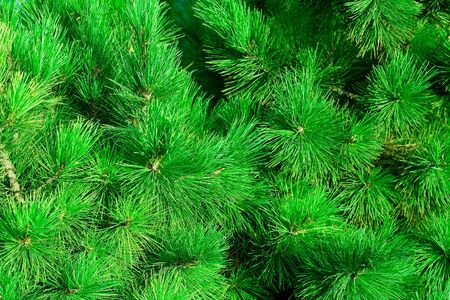 Background of of green fir-needle
