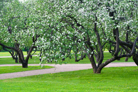 Apple Blossom. Spring garden