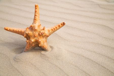Star fish on sand background. 
Close-upの写真素材