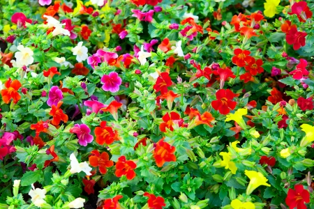 Colorful petunia flowers  Close-upの写真素材