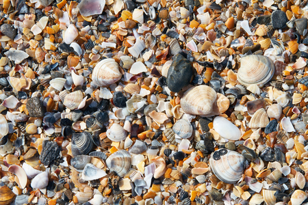 Seashells texture. Nature backgroundvの写真素材
