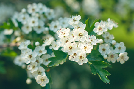 Cherry tree blossom in a spring gardenの写真素材
