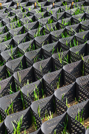 Green grass in a plastic black honeycomb frame to prevent soil erosion on the slopeの写真素材