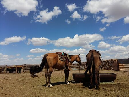 horses